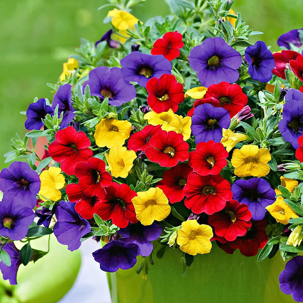 Mix Calibrachoa & Petunia Flower Seeds for Planting - Heirloom, NON-GMO Bonsai & Garden Blooms
